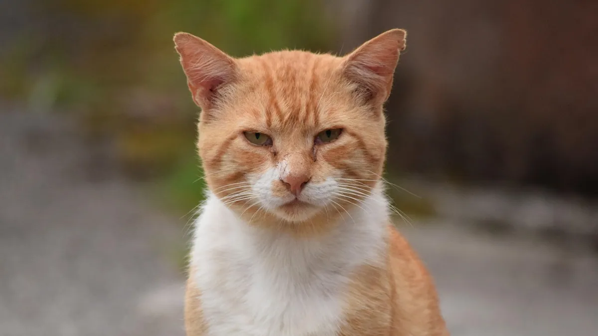 Is Jaundice in Cats Contagious? What Owners Should Know