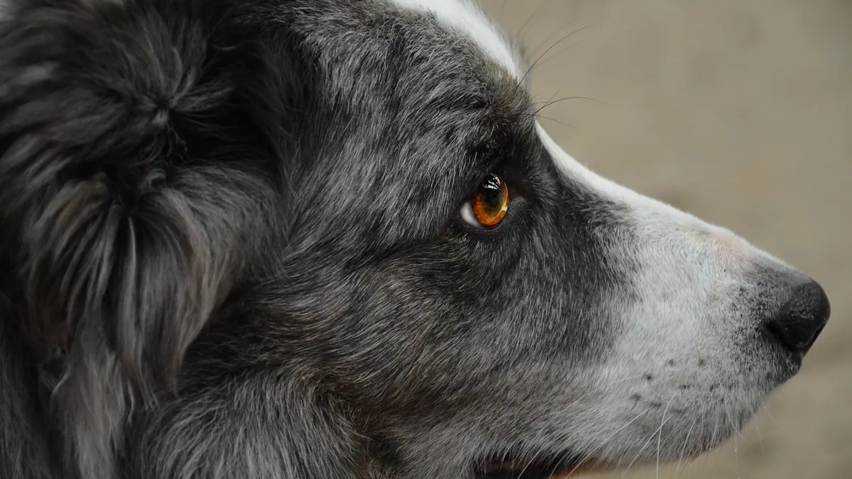 Jaundice in Dogs' Eyes: What Yellow Eyes Mean