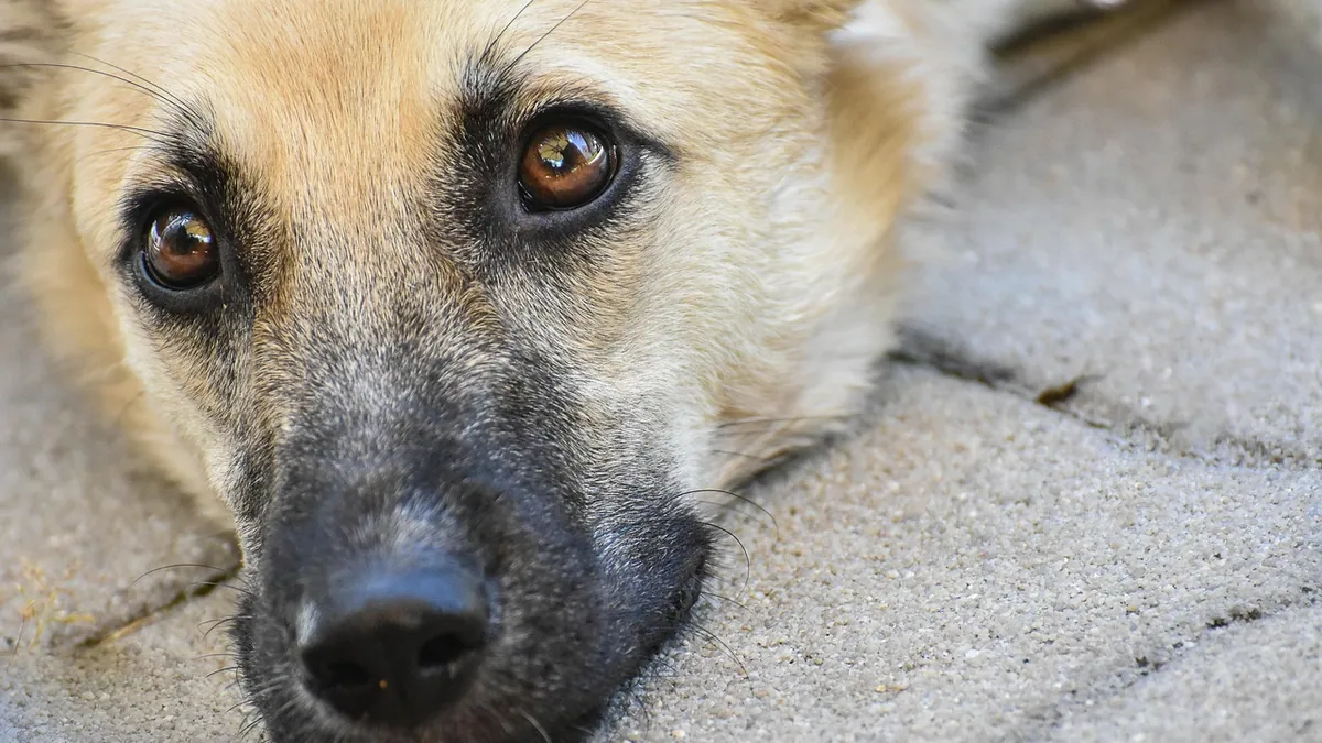 Jaundice in Dogs: Survival Rate and Recovery Time