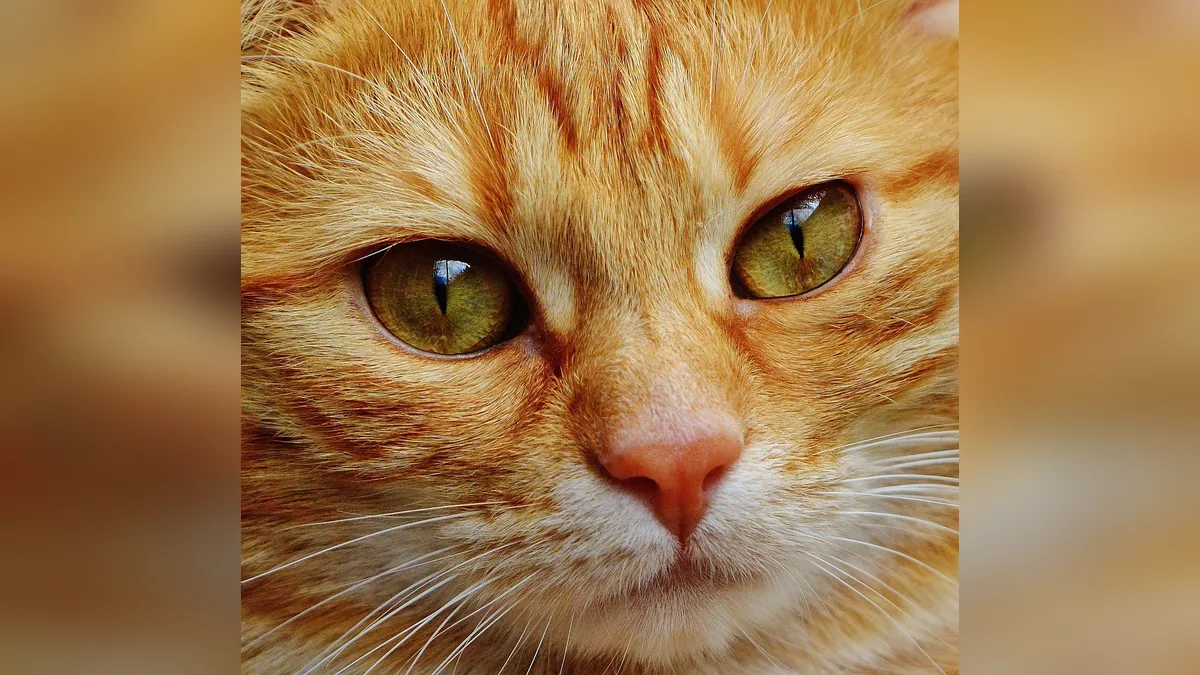 Jaundice in Cats: Causes, Meaning and What Comes Next