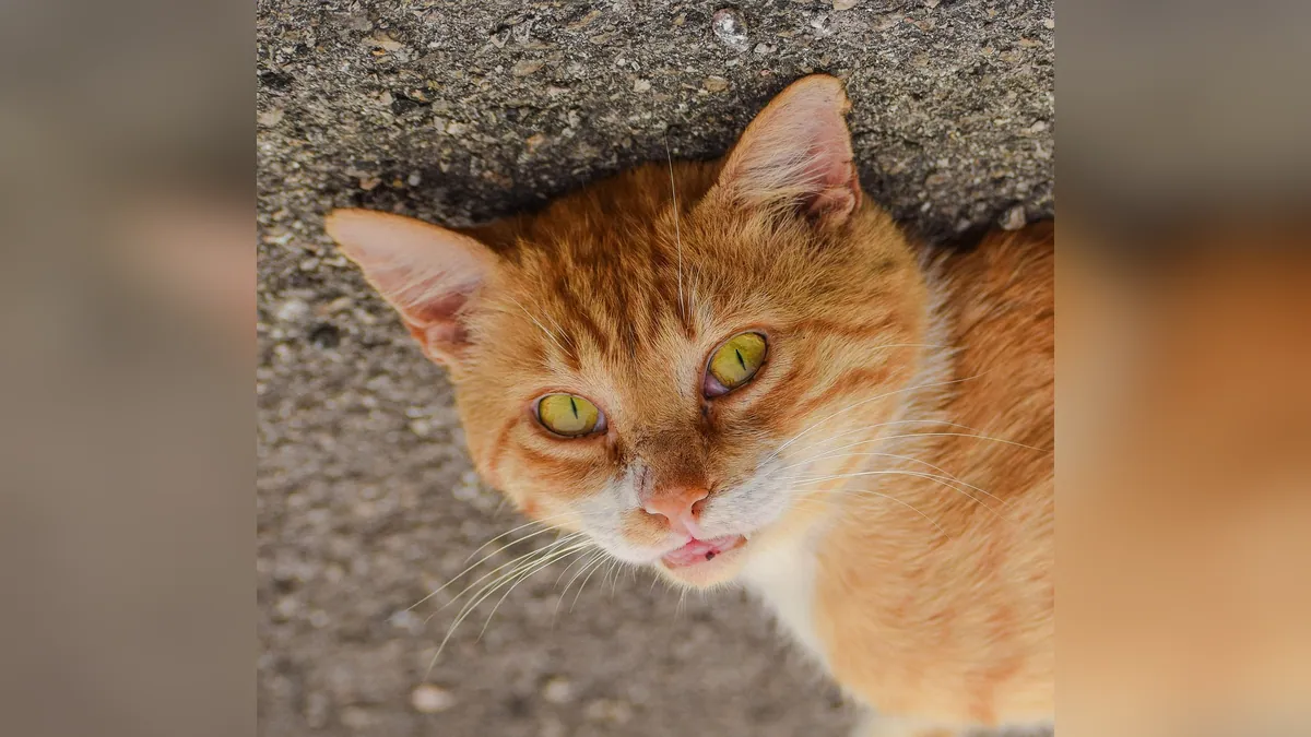 Jaundice in Cats: Yellow Eyes, Ears, and Gums Explained