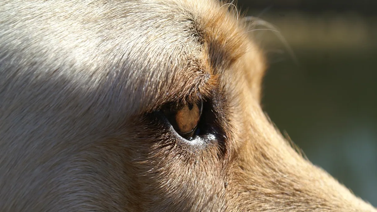 Jaundice in Dogs: Causes and Symptoms