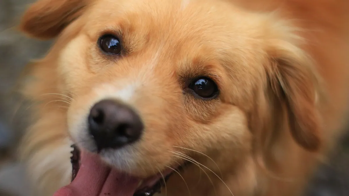 Is Jaundice in Dogs Contagious to Other Pets?