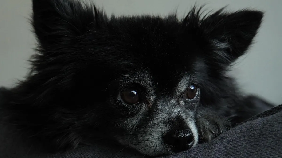 Can You Treat Jaundice in Dogs at Home?