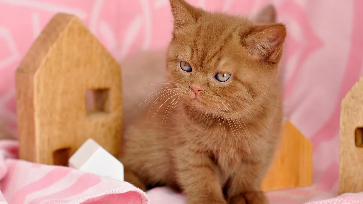 Jelly-Like Blood in Cat Pee: Causes and Next Steps