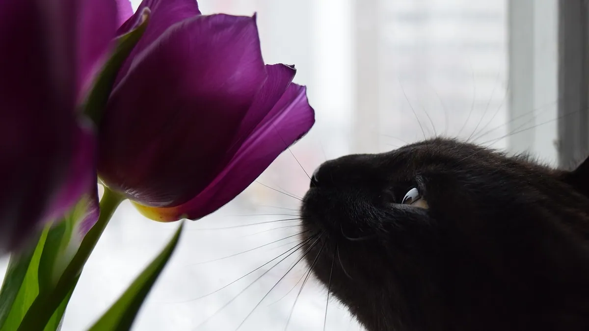 Is Kalanchoe Toxic to Cats? Signs and What to Do