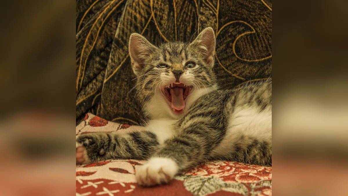 Is Kennel Cough in Cats Contagious? What Owners Should Know
