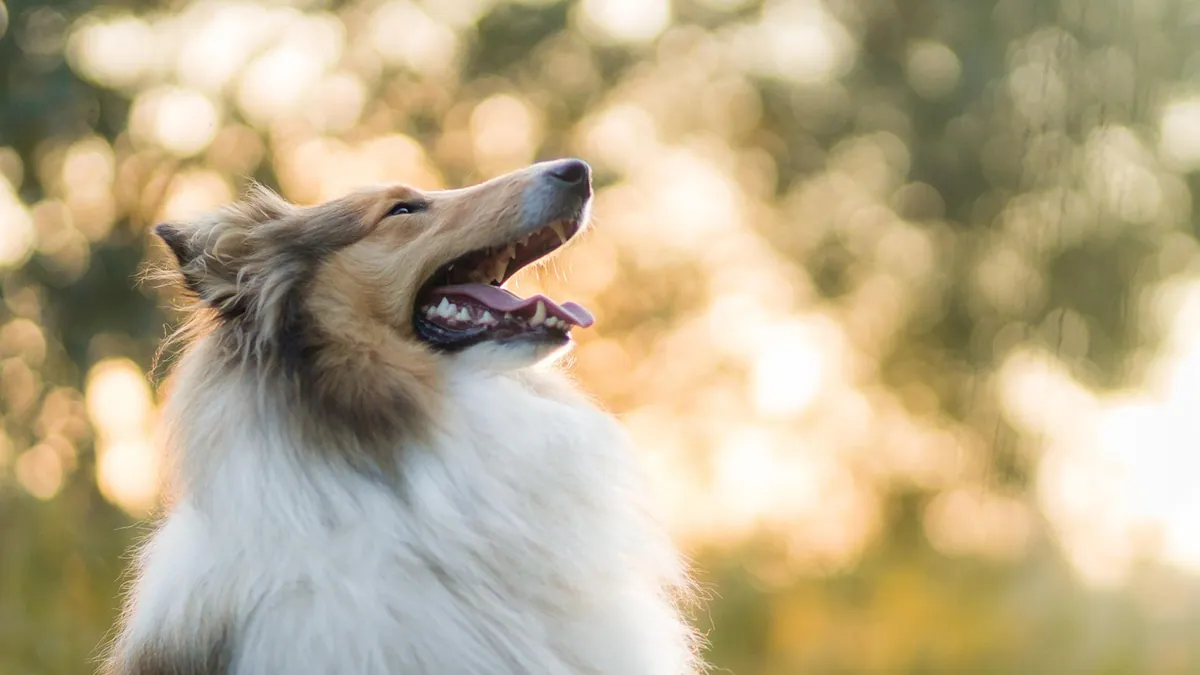How Long Is Kennel Cough Contagious in Dogs?
