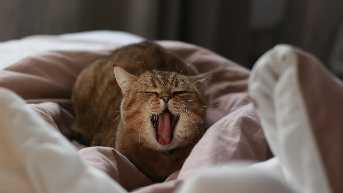 Kennel Cough in Cats: Symptoms, Sound, and Treatment