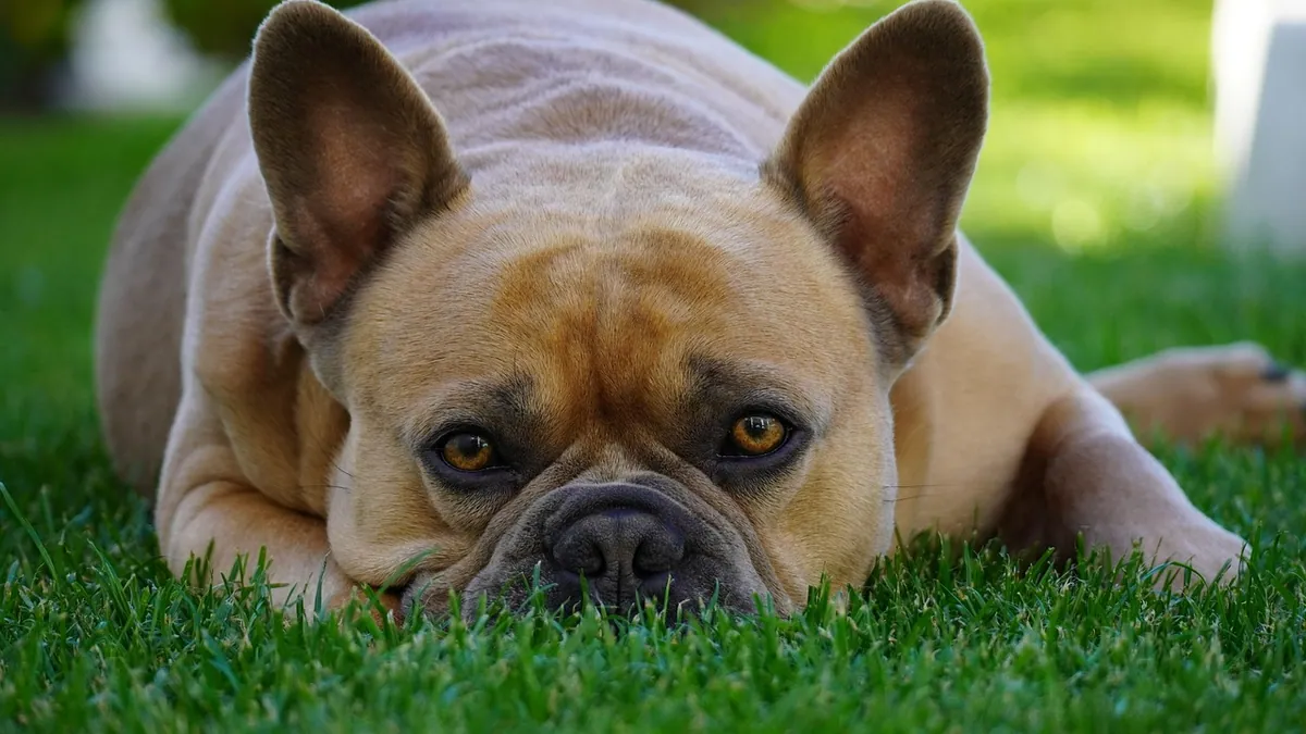 Keppra for Dogs With Seizures or Brain Tumors