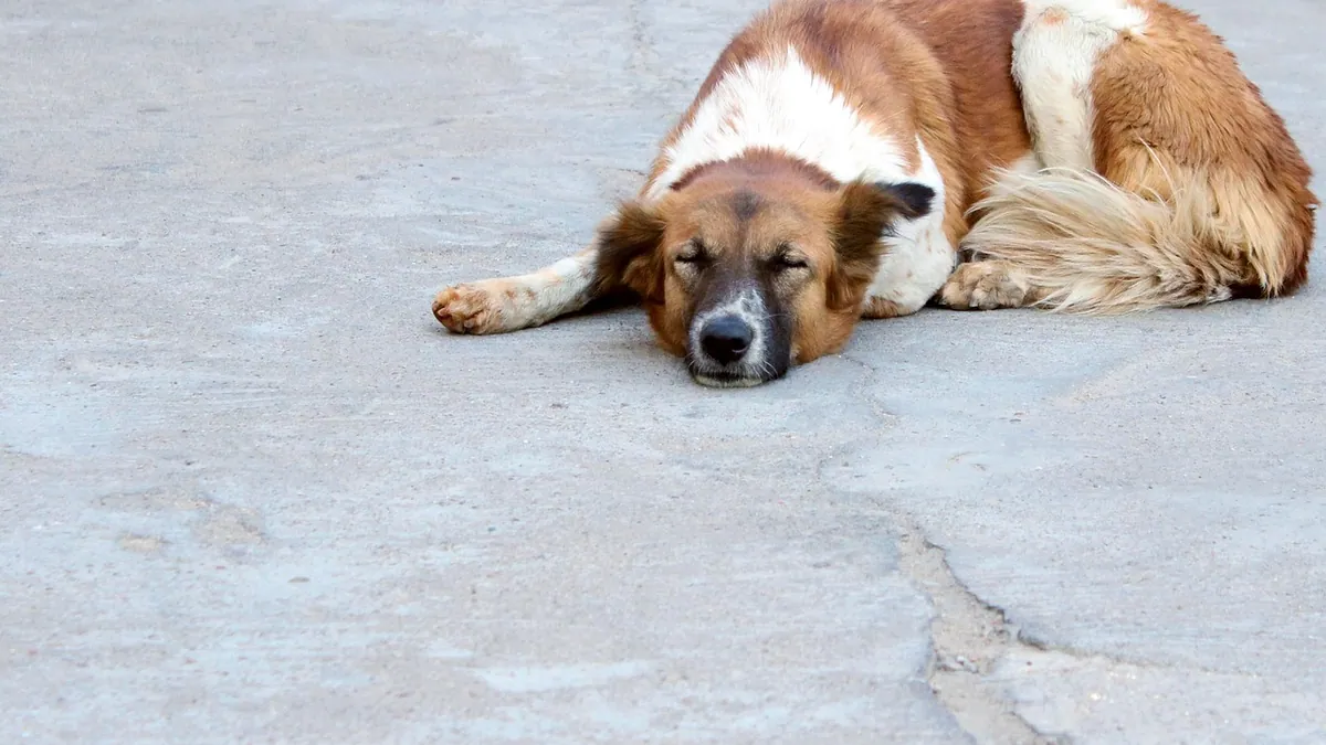 Keppra for Dogs: Side Effects and Effectiveness