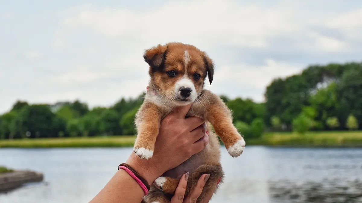 Keppra for Dogs: Dosage and Missed Doses