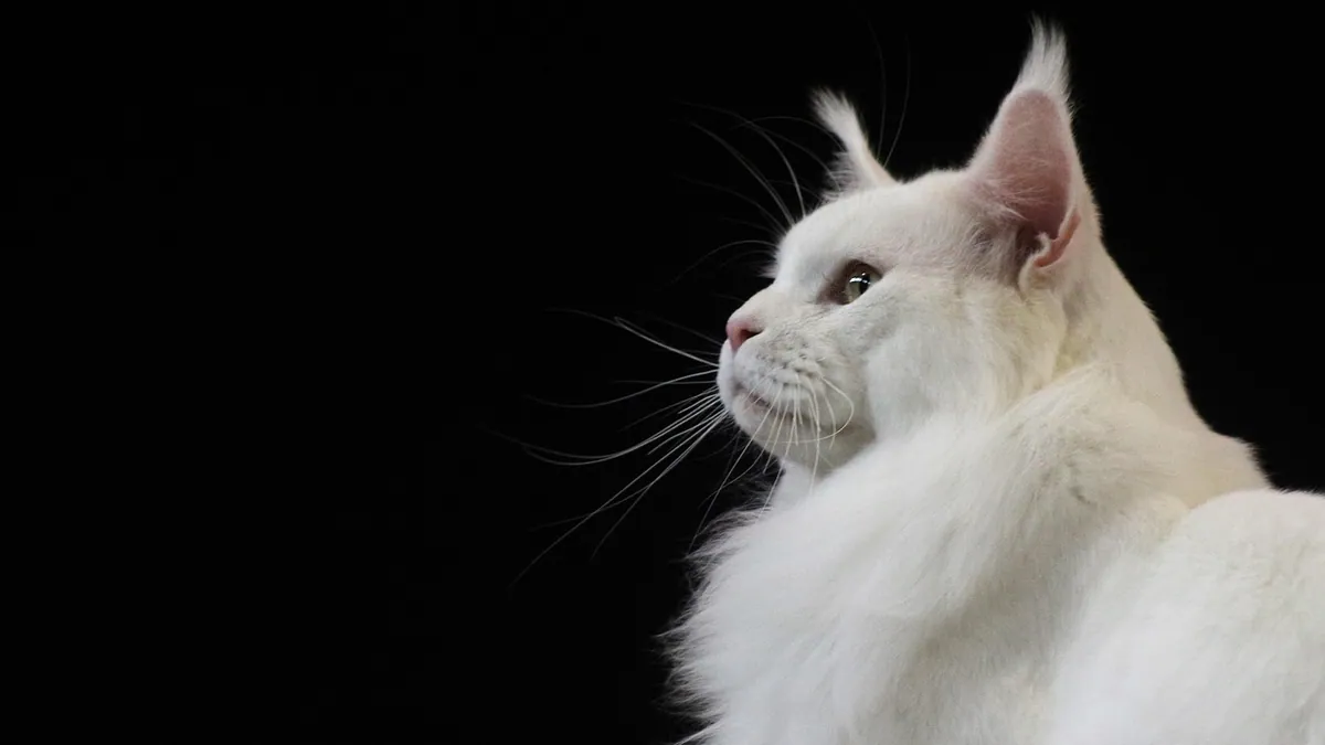 Keppra Dosage for Cats : Vet Dosing Guide
