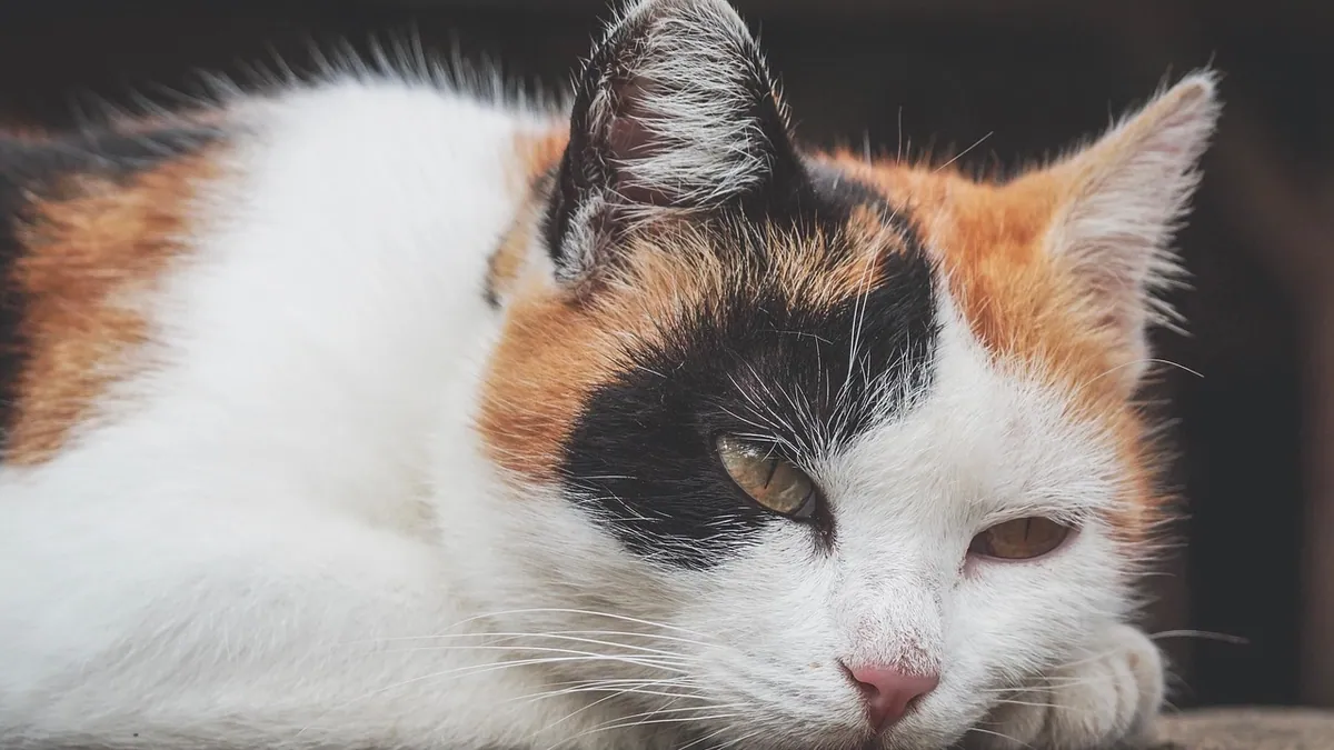 Keppra Side Effects in Cats: What Owners Should Watch For