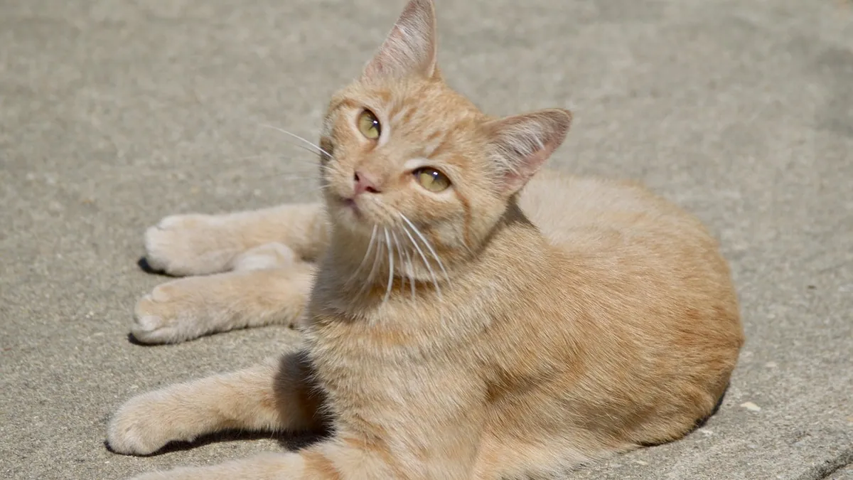 Keppra XR for Cats: Is Extended Release Safe or Useful?