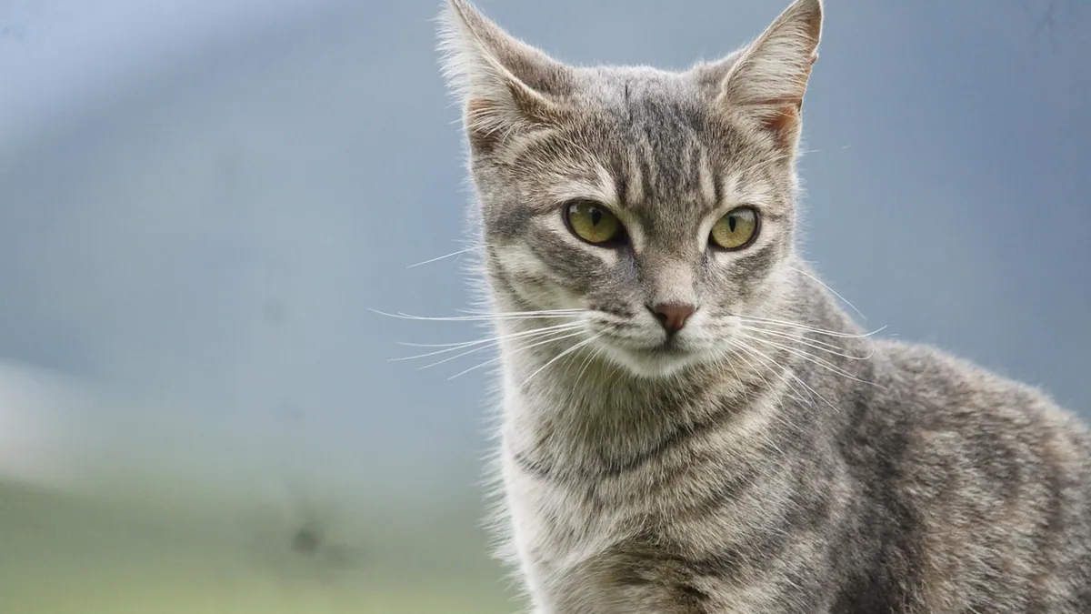 Keratin Bump on a Cat: What Those Lumps Mean