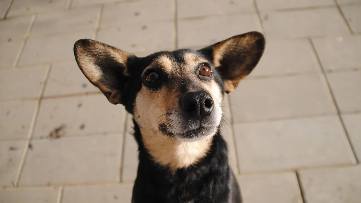 Ketoconazole for Dog Ear Infections: Does It Help?