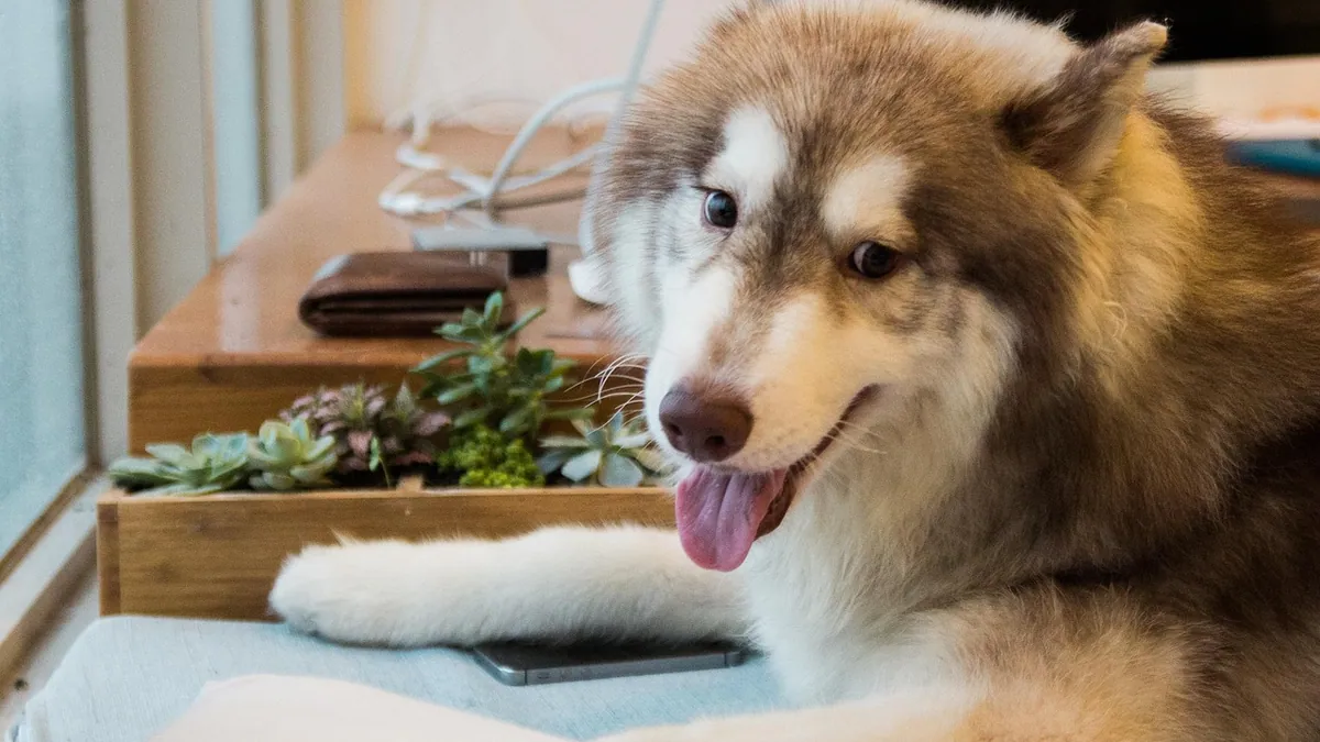 Is Ketoconazole Safe for Dogs Without a Prescription?