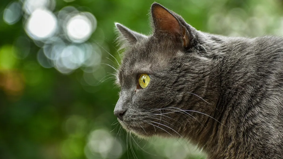 Ketoconazole for Cats: Ringworm and Ear Infection Use
