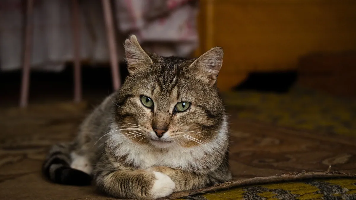 Ketoconazole for Cats: Side Effects and Safety Explained