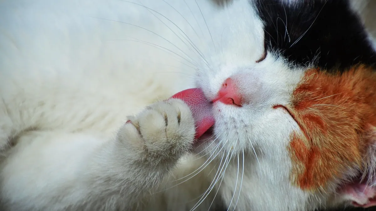 Ketoconazole Shampoo, Cream, and Spray for Cats: How to Use