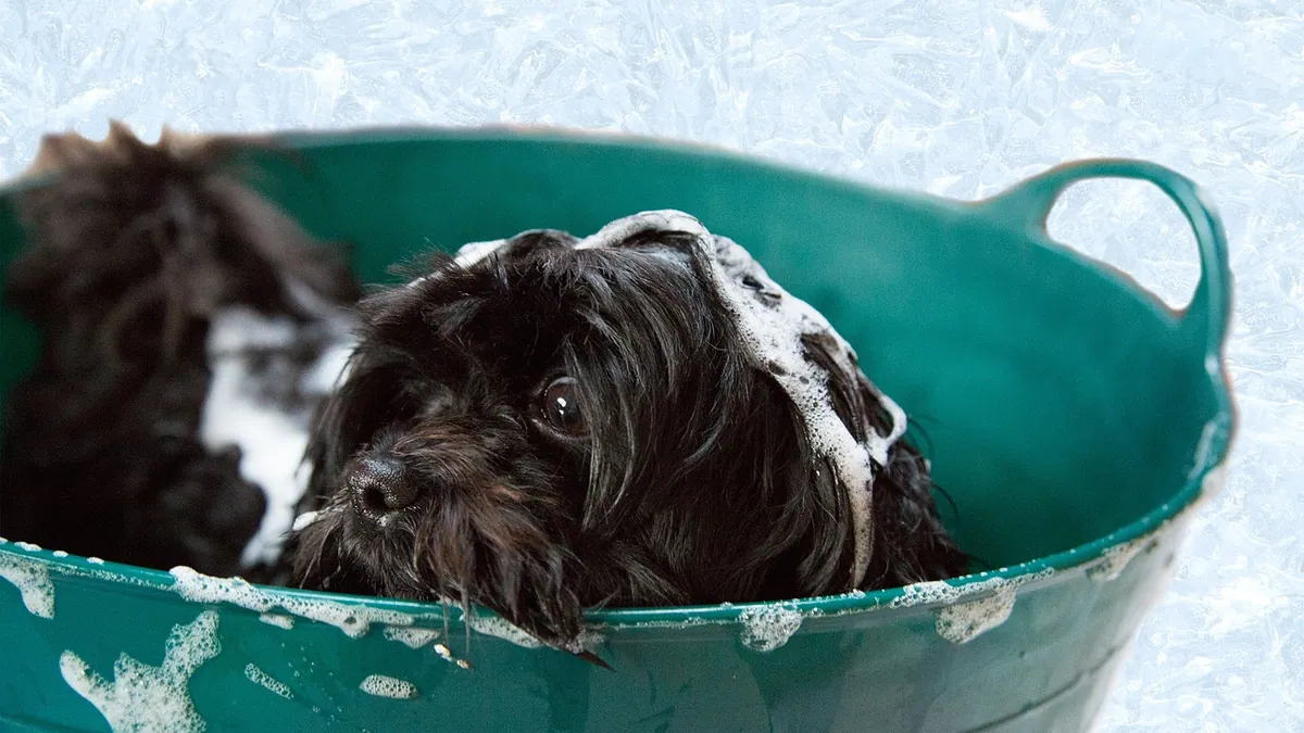 Ketoconazole Shampoo for Dogs: Uses, Safety, and How to Bathe
