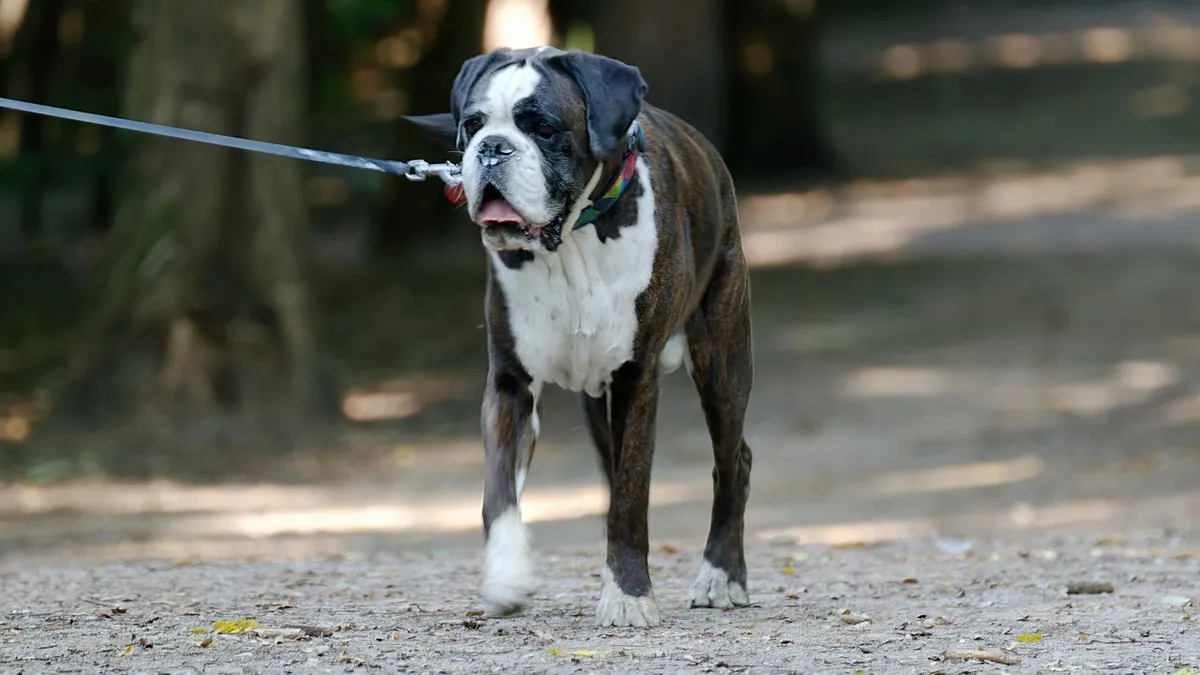 Hind Leg Weakness in Dogs With Kidney Disease