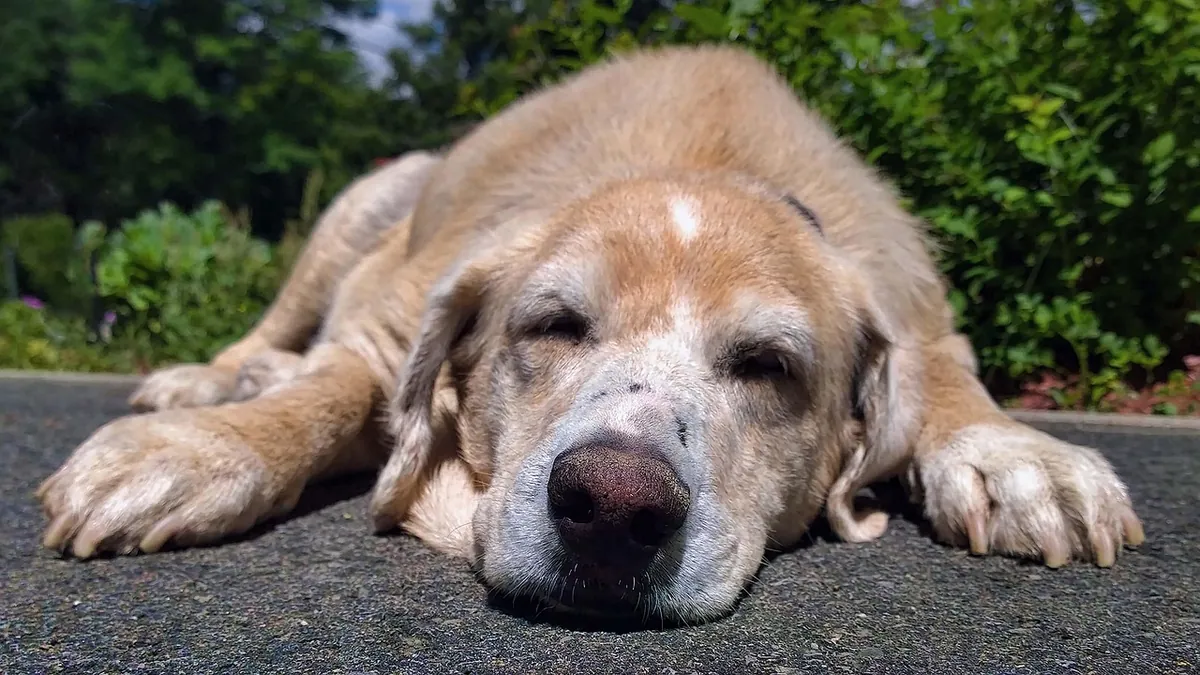 Kidney Failure in Dogs: Prognosis and When to Euthanize