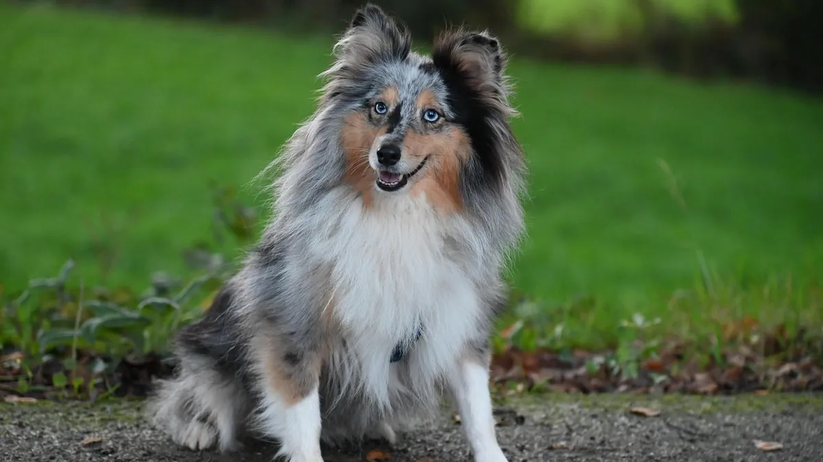 Seizures and Tremors in Dogs With Kidney Failure