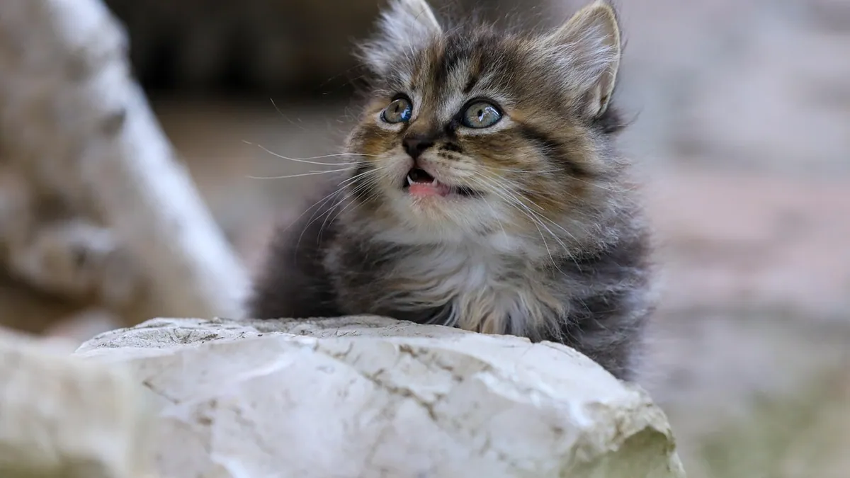 Kitten Allergies or Asthma: How to Tell the Difference