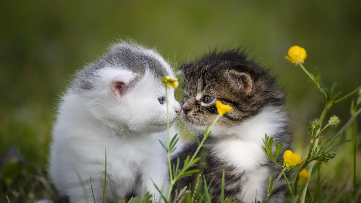 Kitten Aspirated Milk or Formula: What to Do