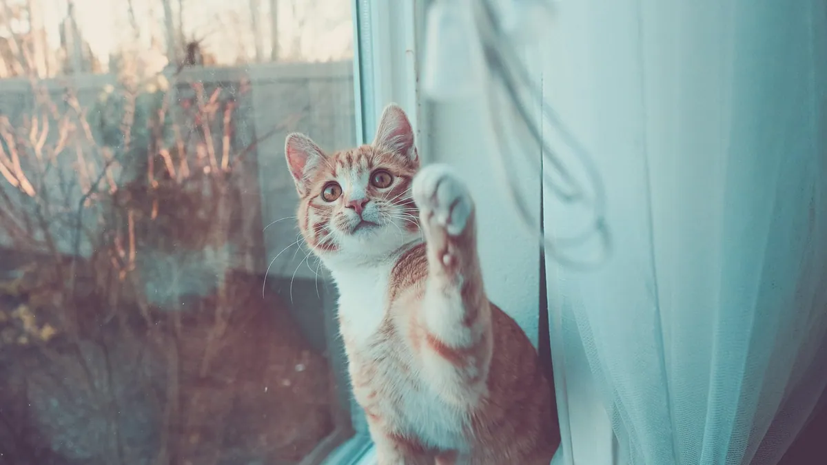 My Kitten Ate a Fly: Should I Worry?