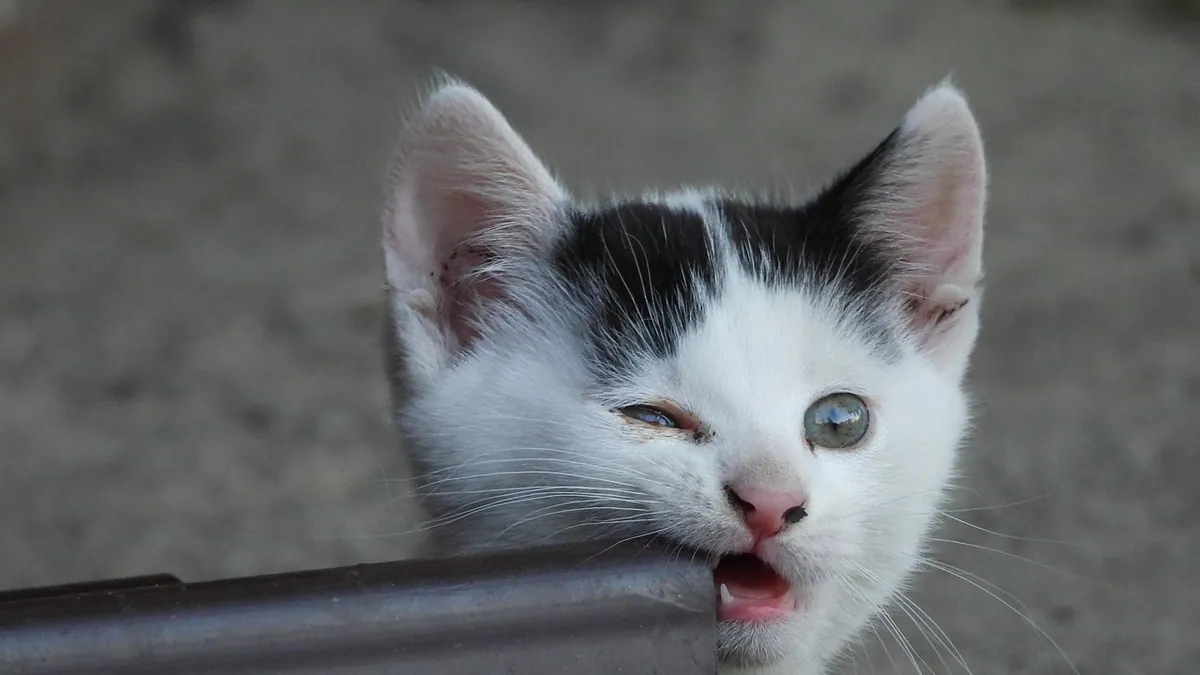 Why Does My Kitten Attack My Hands and Feet?