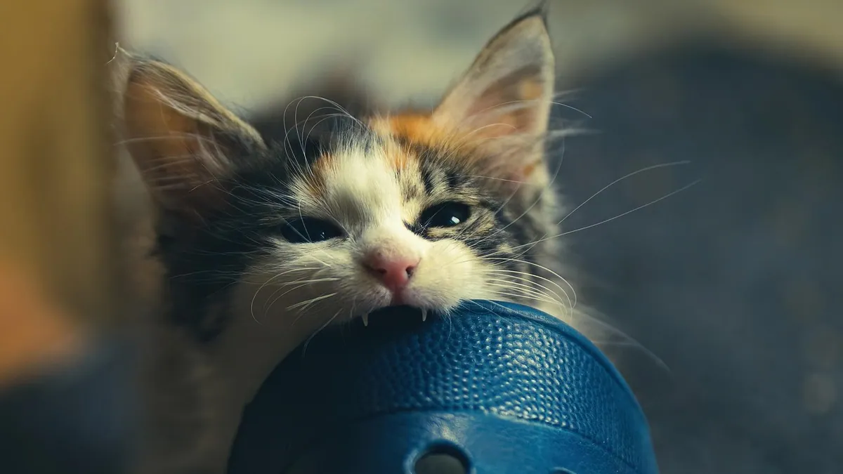 Why Does My Kitten Bite Everything? Play Biting Explained
