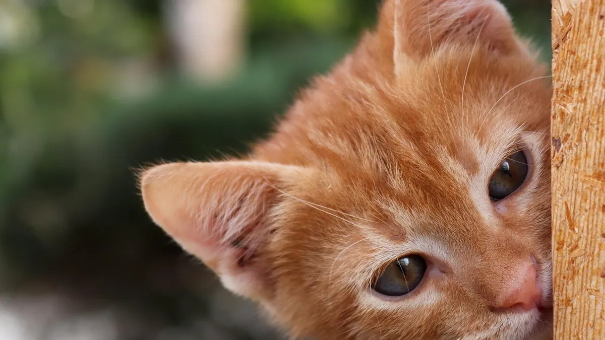 Why Does My Kitten Bite and Nibble My Nose?