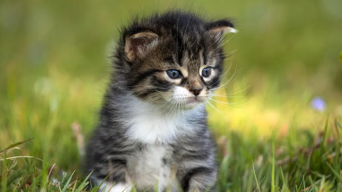 How to Tell If Your Kitten Is Blind or Deaf