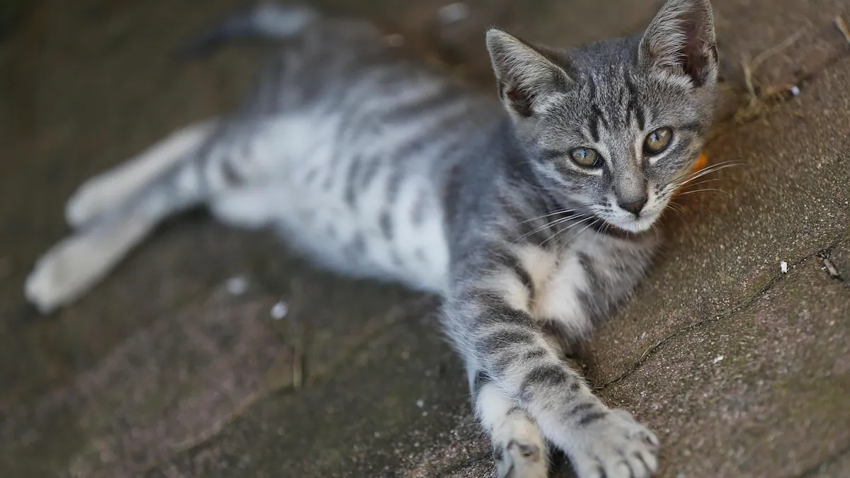 Why Is My Kitten's Belly Bloated?