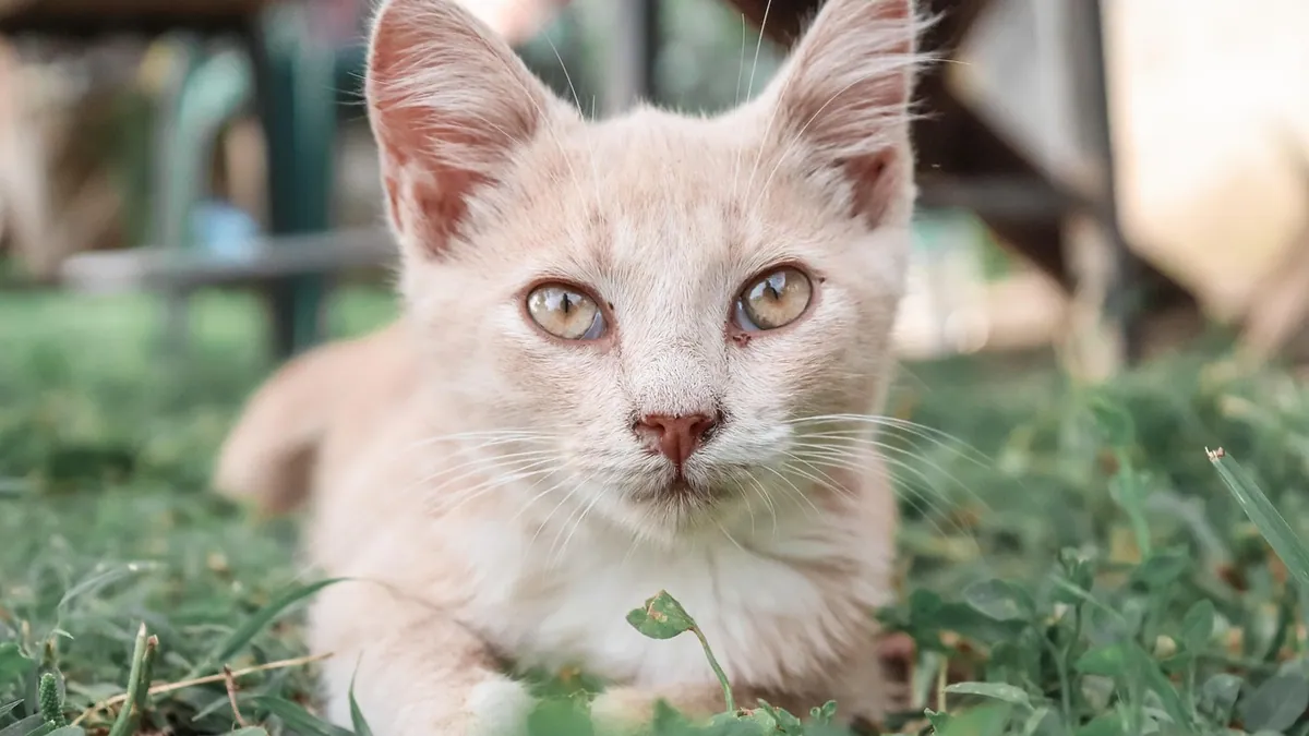 Why Is My Kitten Breathing Hard? When to Worry