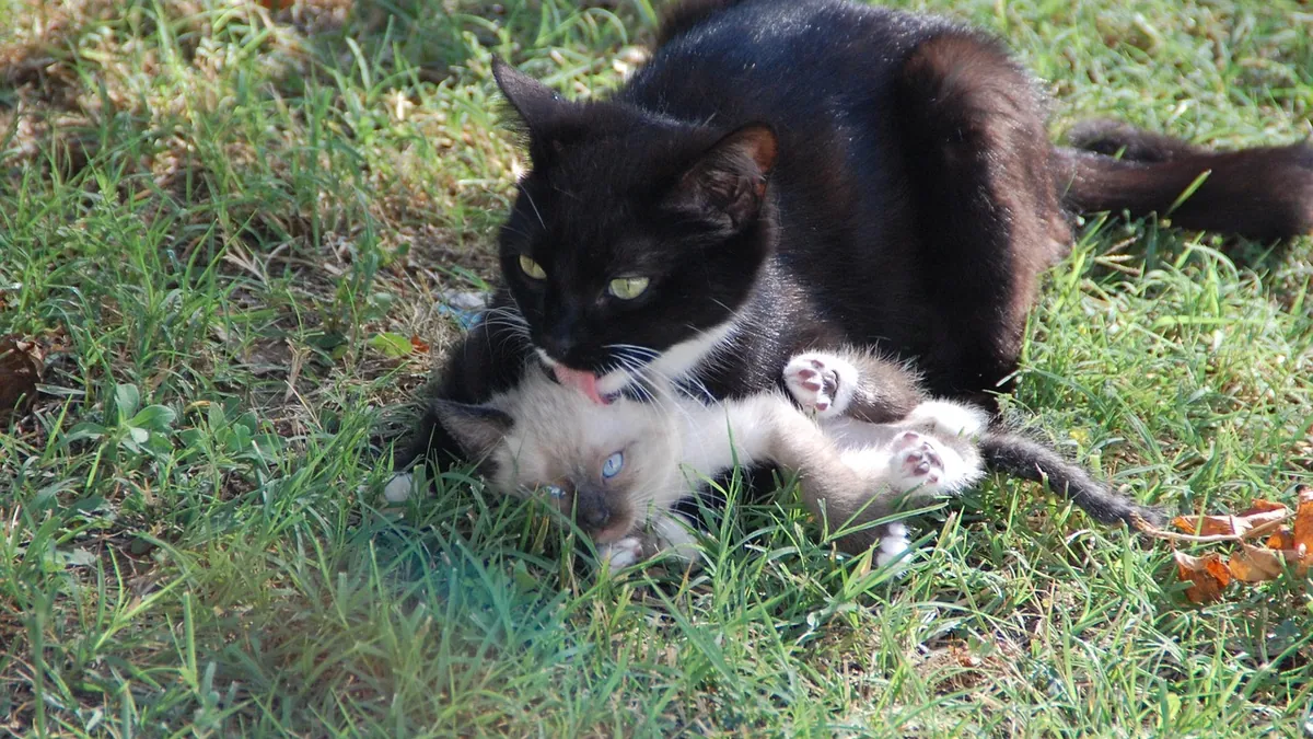 Kitten Care by Age: 2 Weeks, 2 Months, and 4 Months Old
