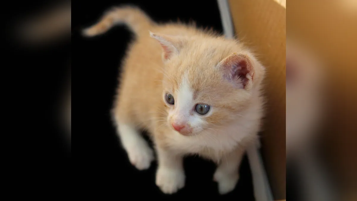 Kitten Care by Age: 1 Week to 3 Months Explained