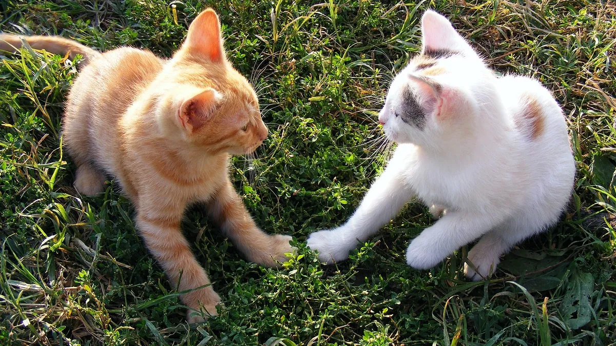 Why Does My Kitten Chew and Bite My Fingers?