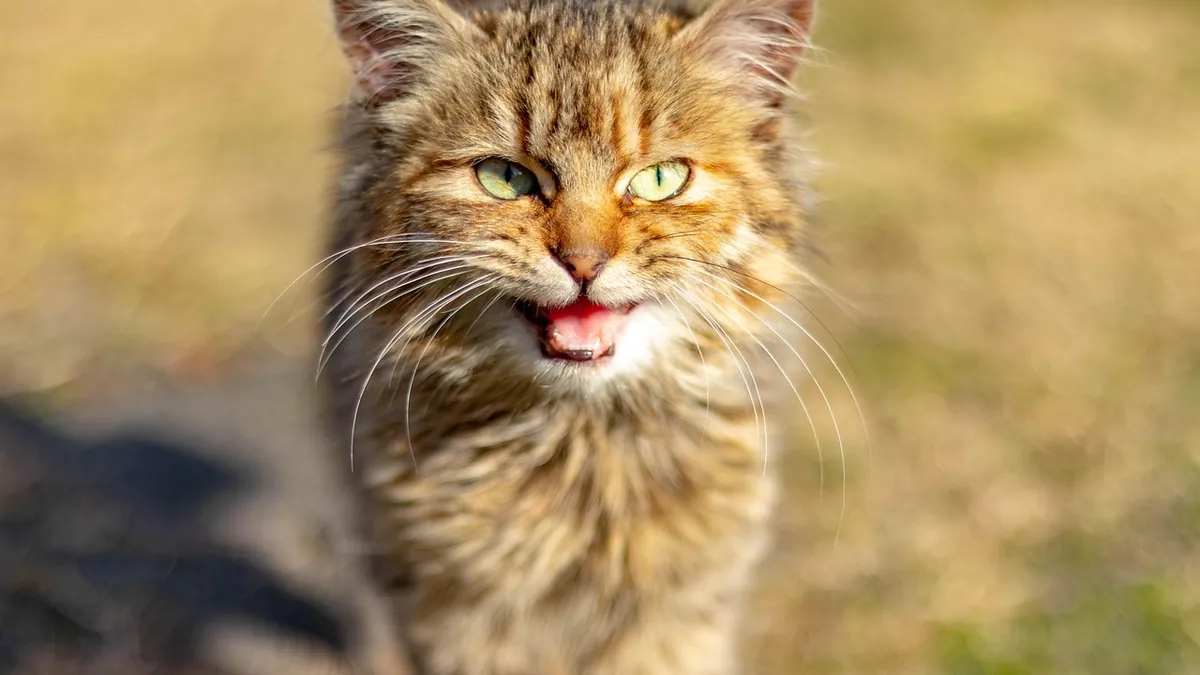 Why Is My Kitten Crying? Causes of Constant Crying
