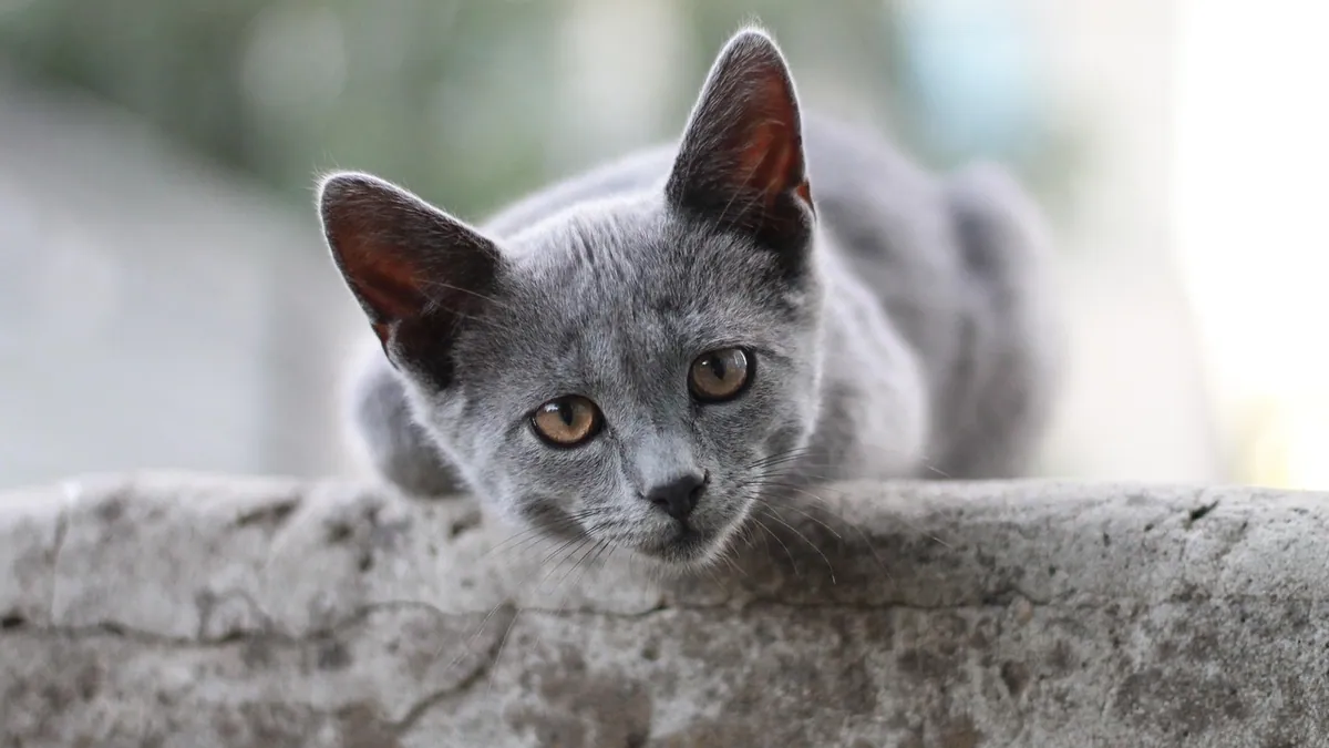 Why Does My Kitten Cry When Pooping? Causes and Help