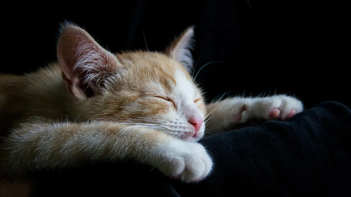 My Kitten Died Suddenly: Causes and What to Do Next