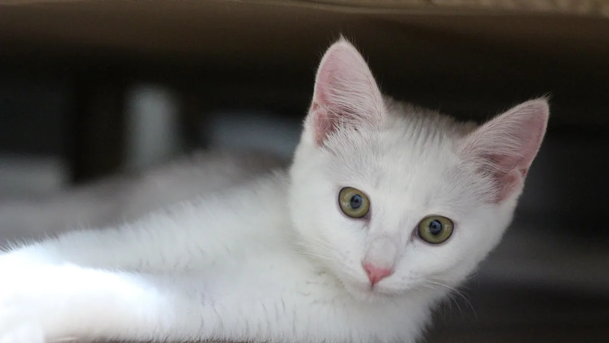 Why Is My Kitten Digging in the Litter Box? Causes
