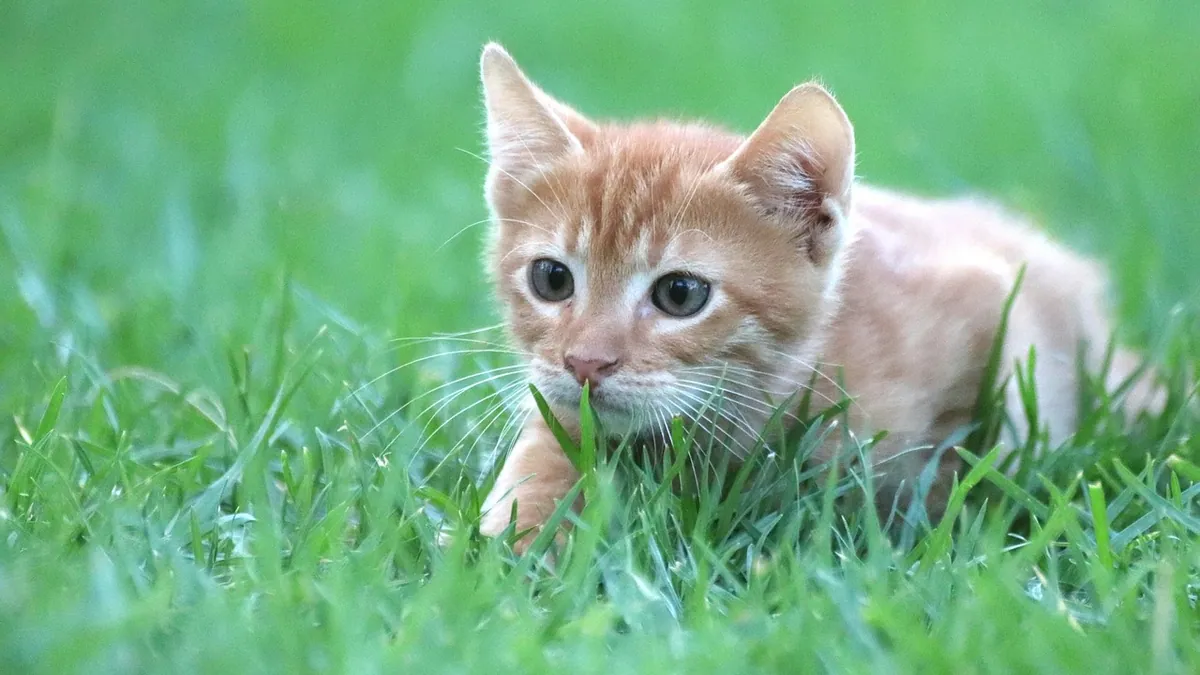 Why Does My Kitten Eat Bugs? Is It Safe?