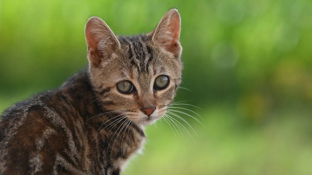 Why Does My Kitten Eat Its Own Poop? Coprophagia