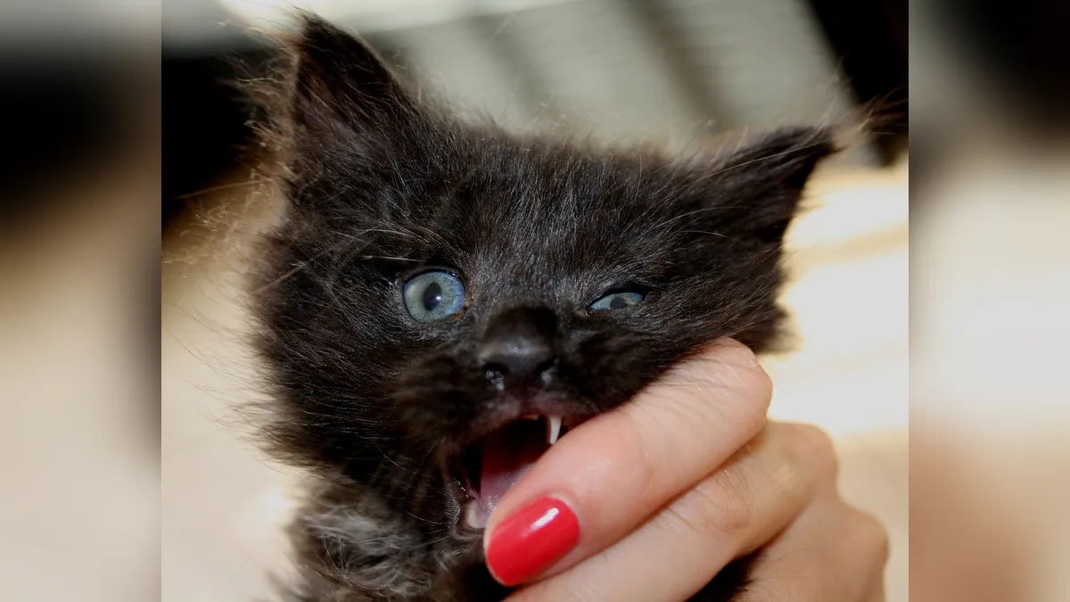 My Kitten Eats Everything: Pica, Fast Eating, and Safety