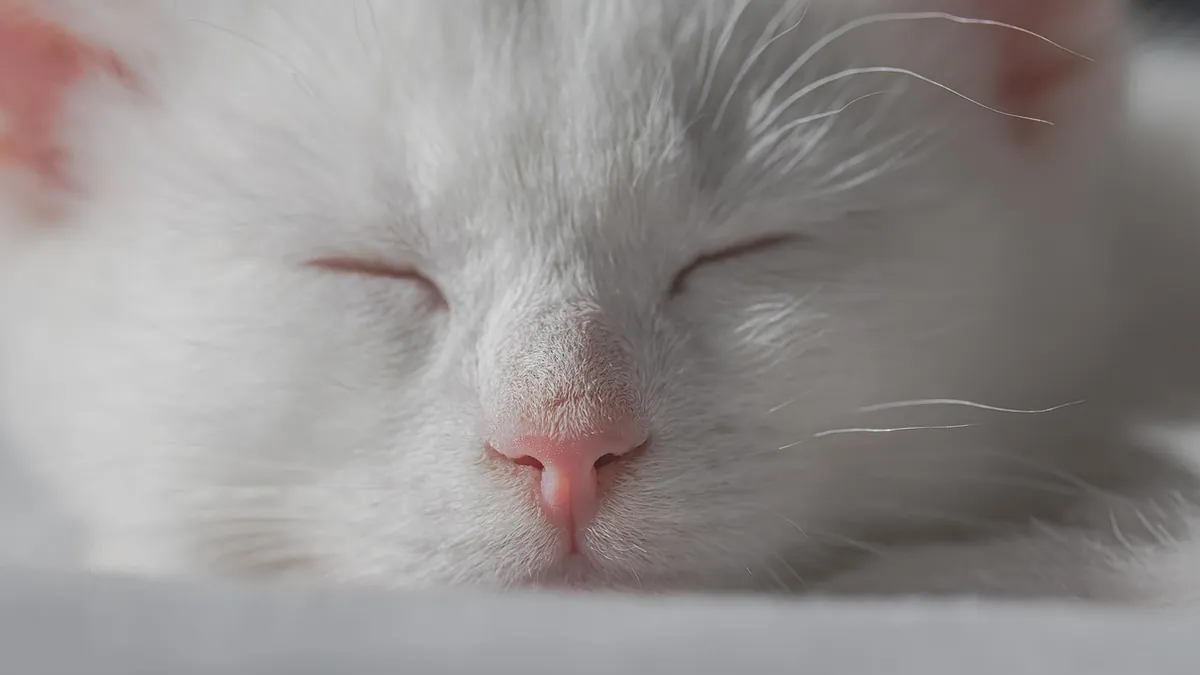 Kitten Eyes Closed or Stuck Shut: What to Do