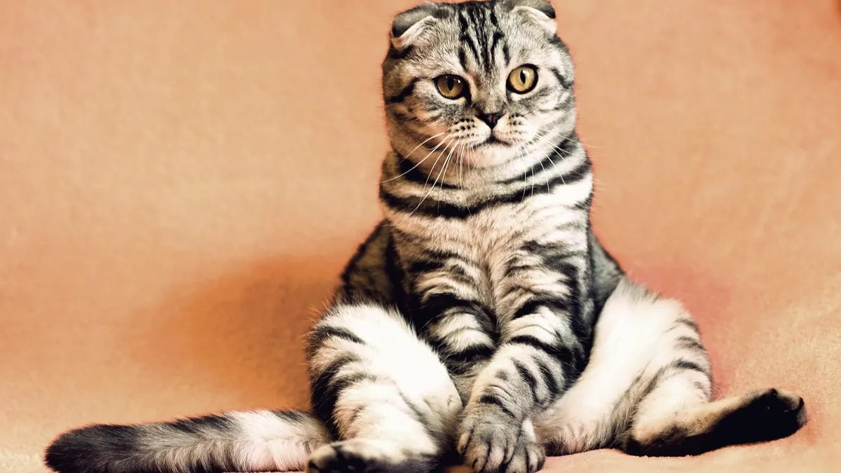Why Is My Kitten Farting So Much and Smelly?